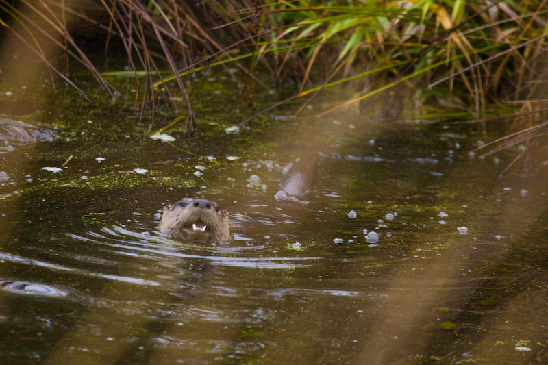 River Otter